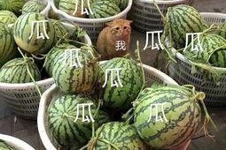 娱乐吃瓜头像图片大全,海量娱乐吃瓜头像大盘点